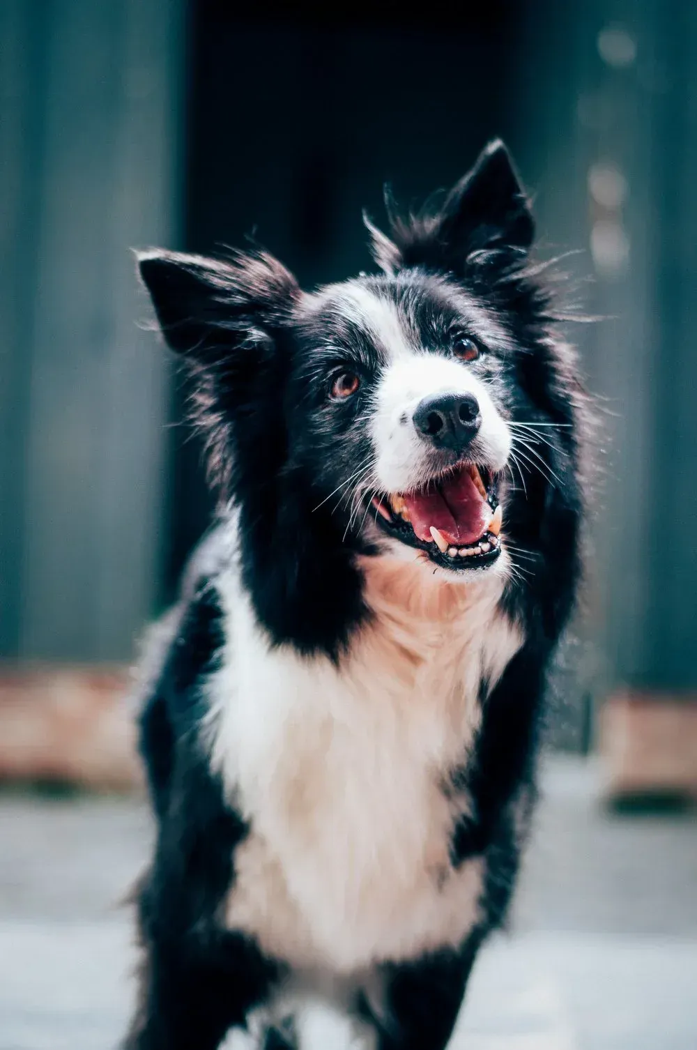 The Best Holiday Gift for Your Pet: An Emergency Fund