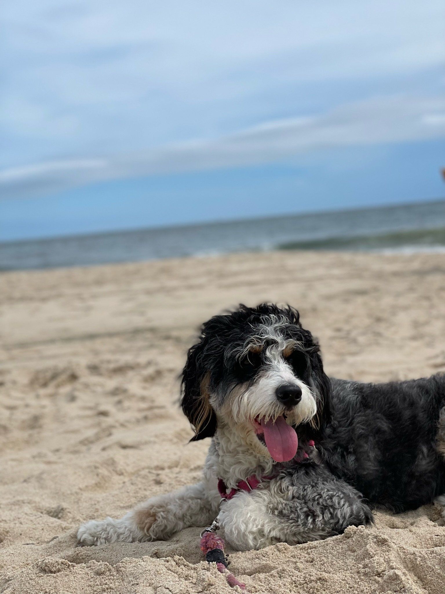 Ruby Veterinary Urgent Care is Going Live!