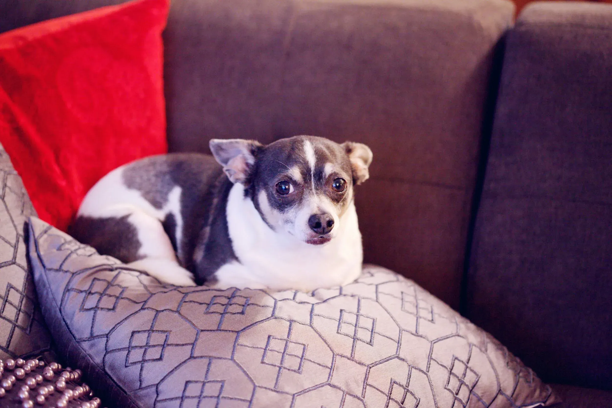 Battle of the Bulge: What Causes Obesity in Pets, and How Do I Help My Pet Lose Weight?