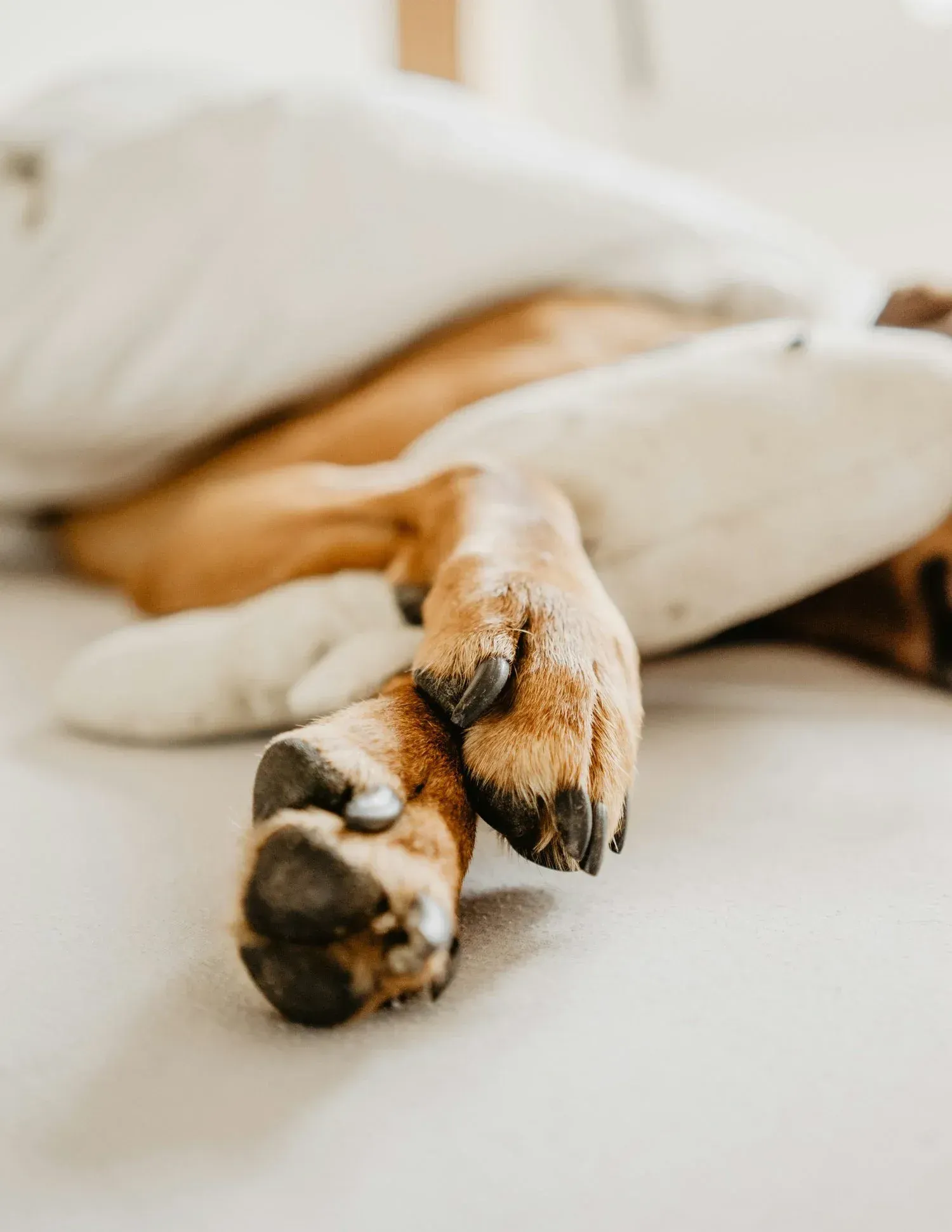 Tell Me Where It Hurts: Recognizing Signs of Pain in Your Pet