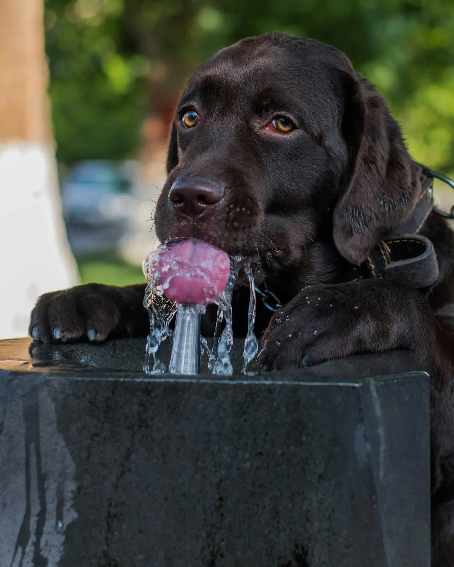 Paws and Refresh: Why Is My Pet Drinking So Much Water?