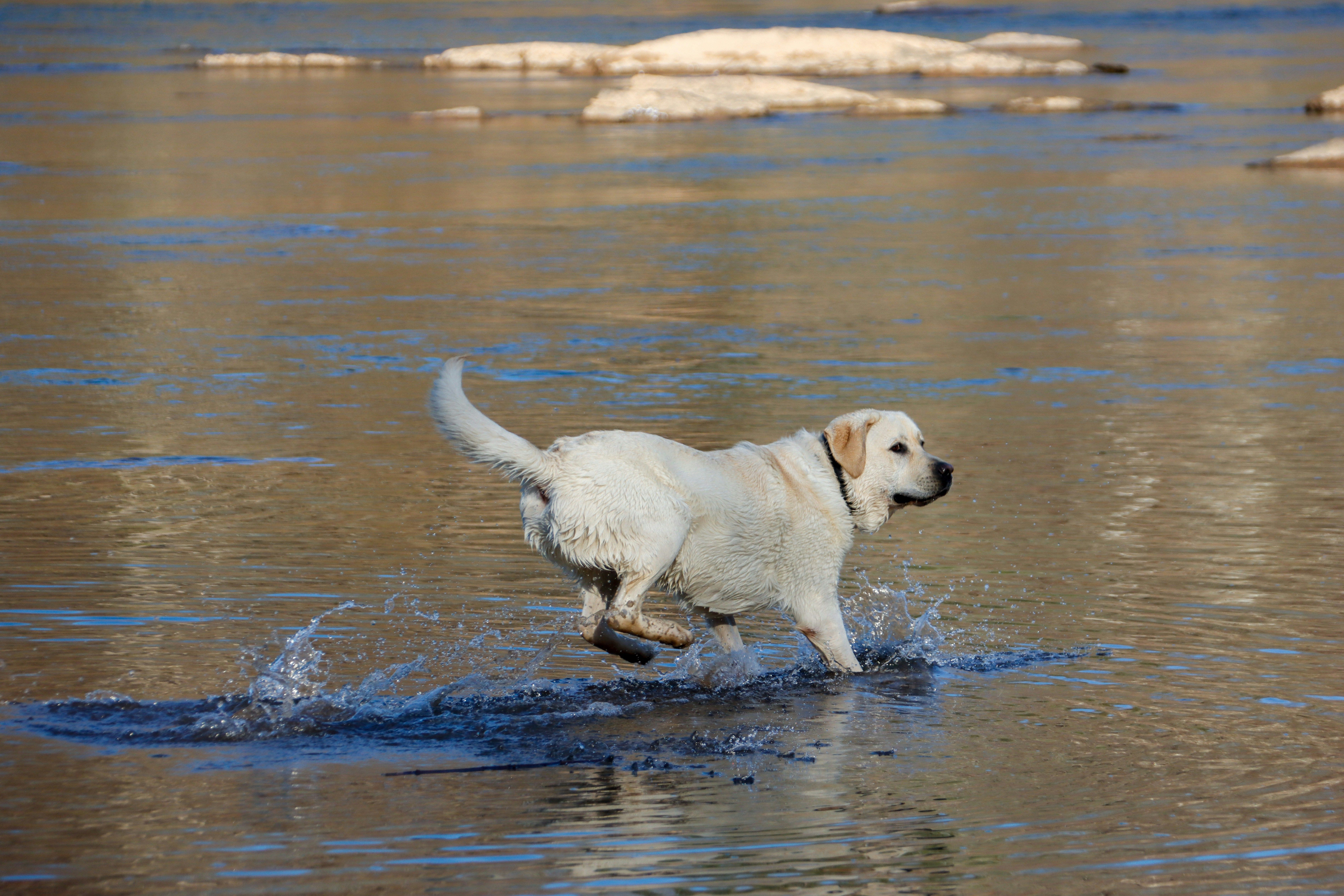 Hot Dogs! Keeping Your Pets Cool in the Heat