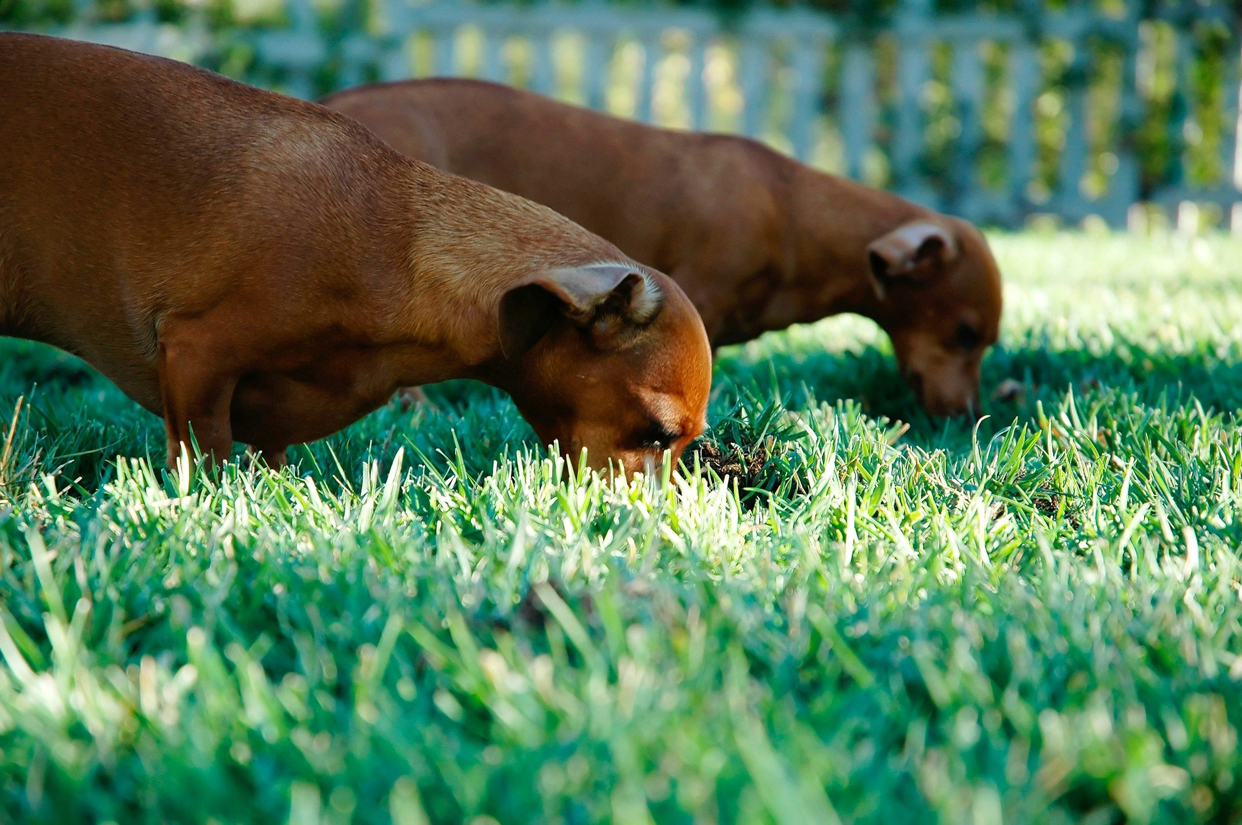 Why Do Dogs Eat Grass? Decoding Your Pup’s Green Snack Habit and Whether You Should Be Worried
