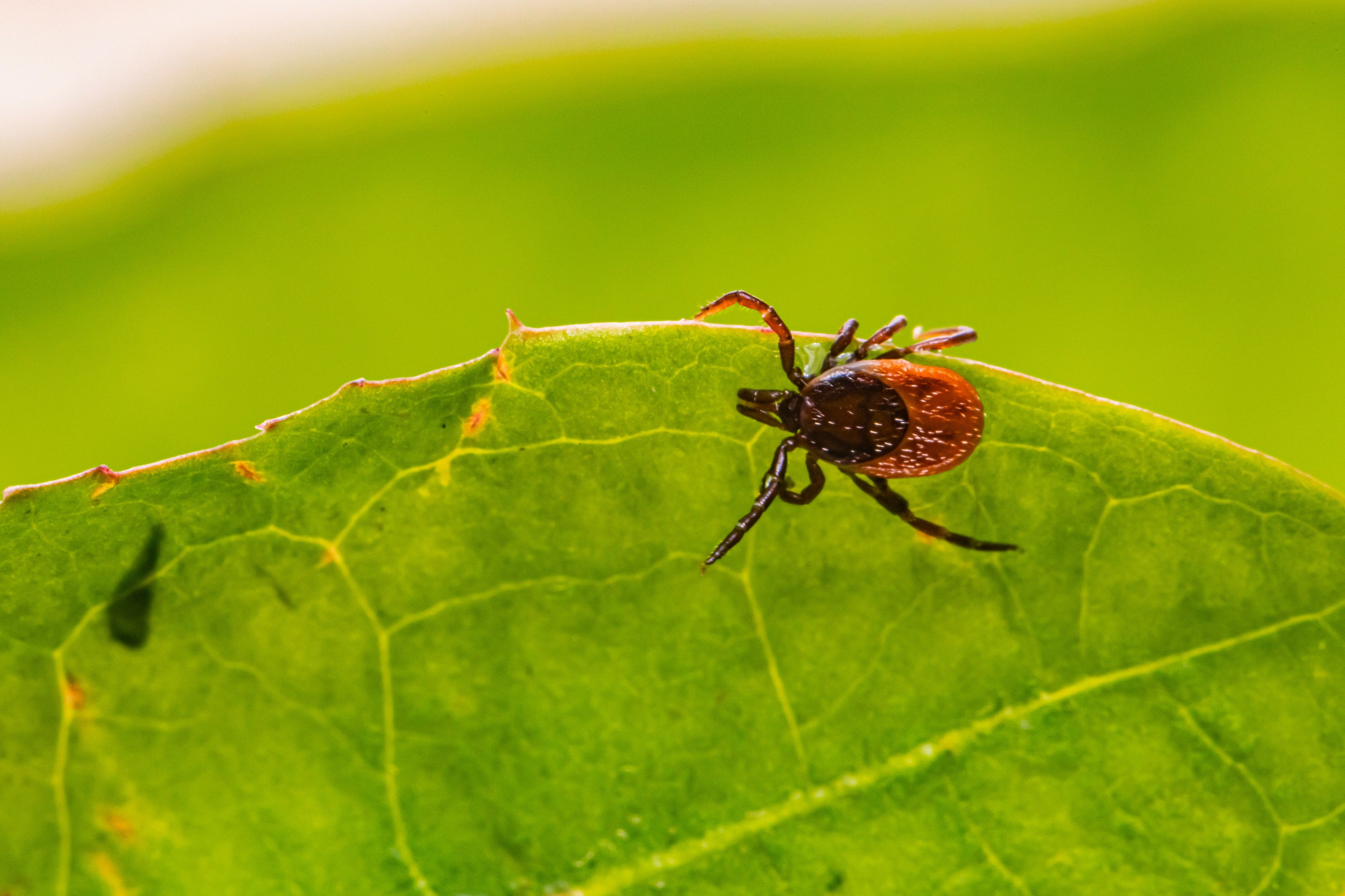Bites, Stings, and the In-Betweens: How to Handle Common Pet Emergencies