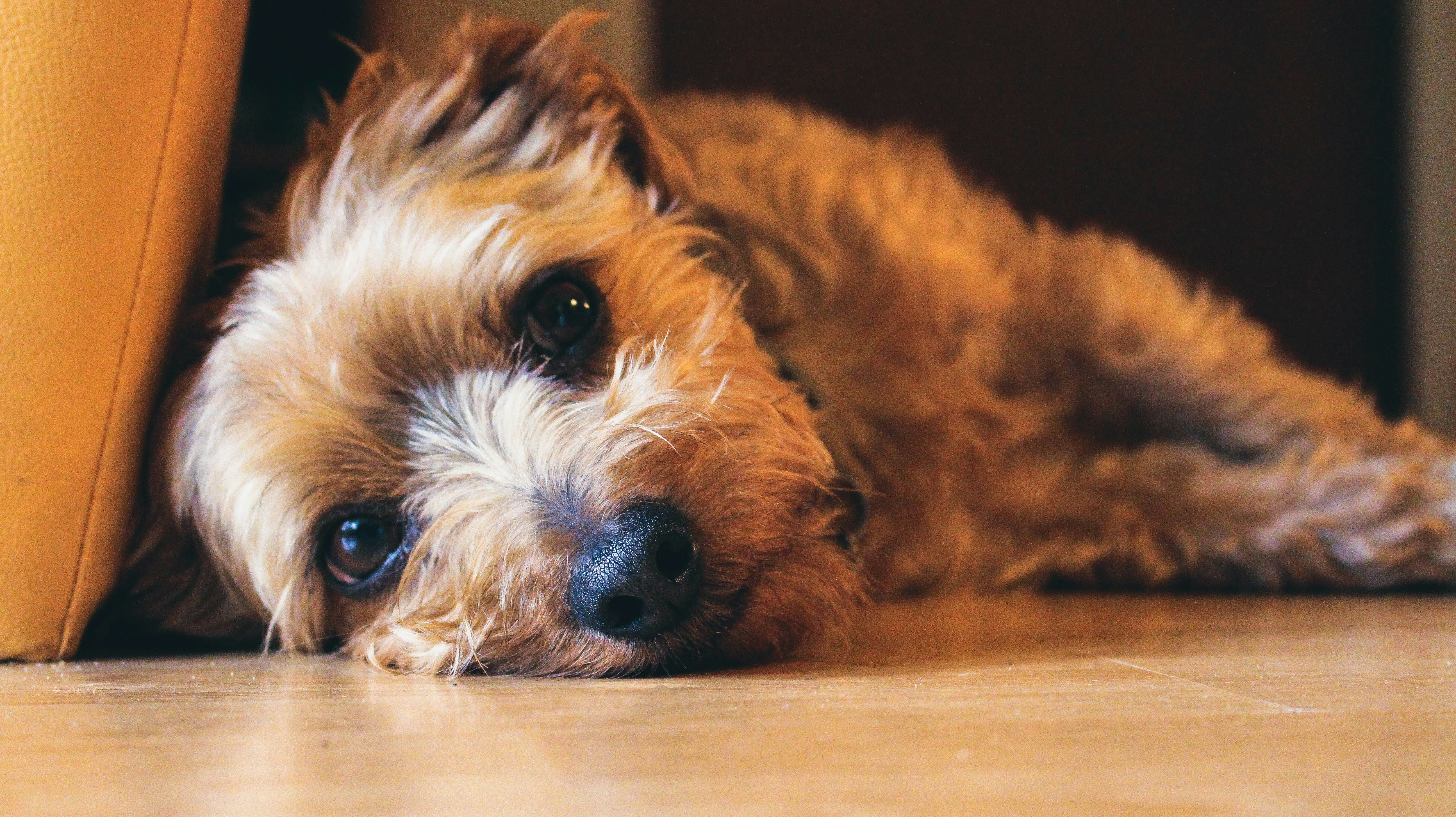 Understanding Seizures in Pets: Causes, Symptoms, and What to Do
