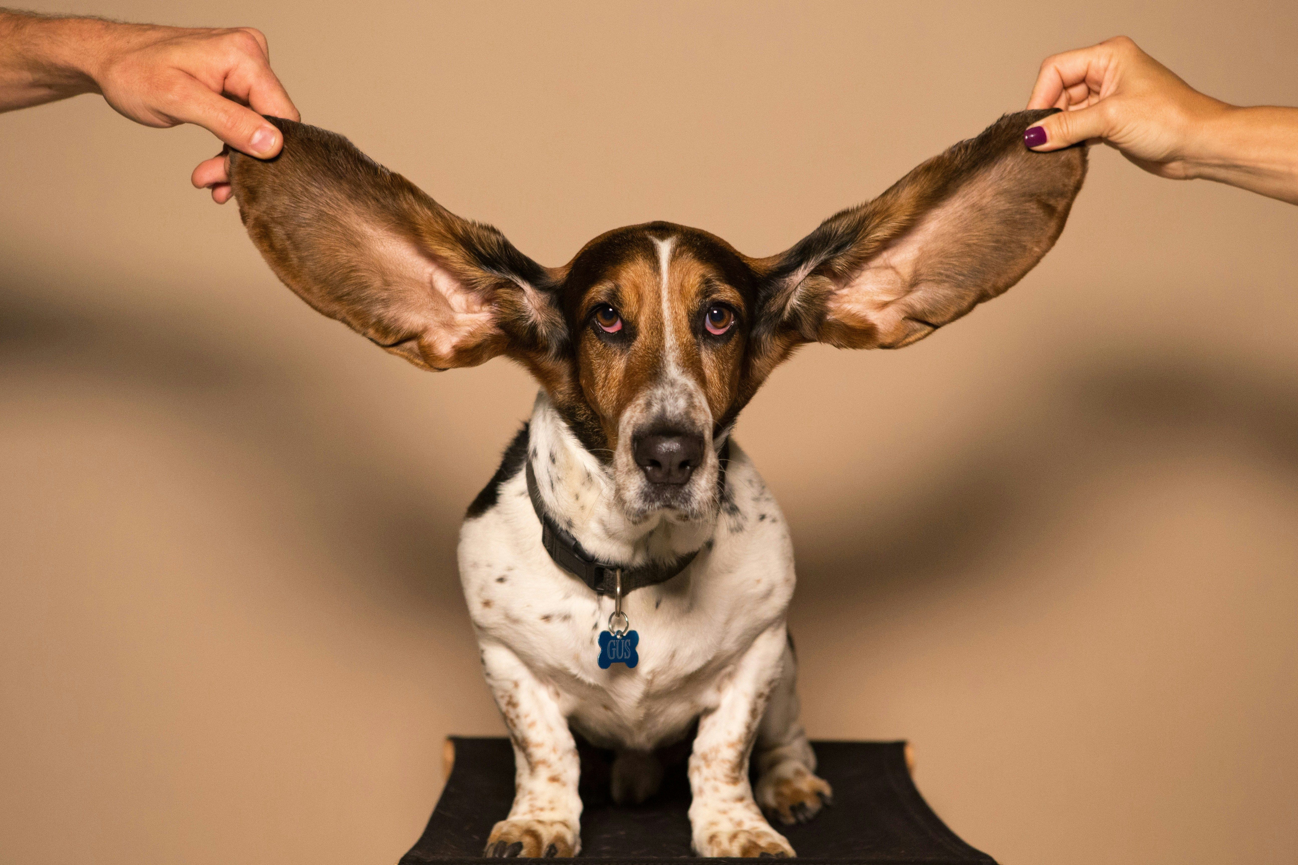 Understanding Aural Hematomas in Dogs & Cats: Causes, Symptoms, and Treatment