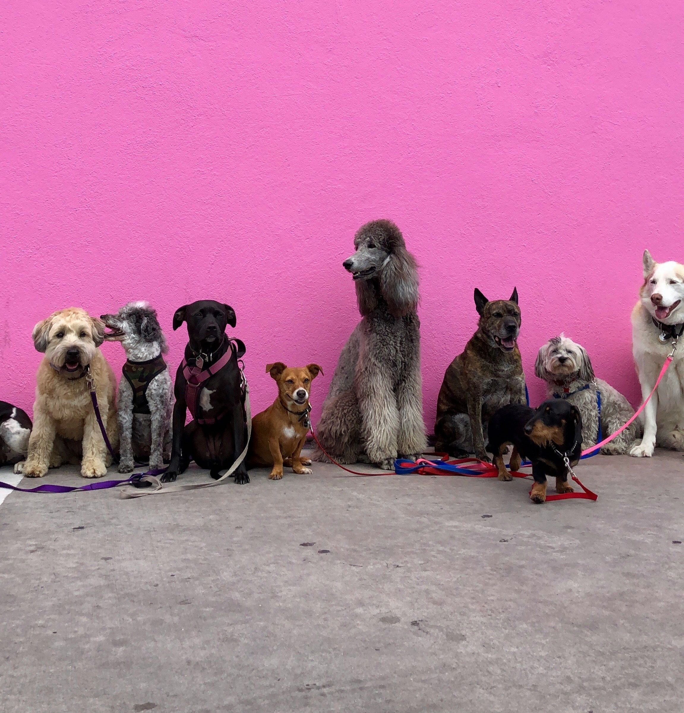 Preparing for the Expected: Common Pet Emergencies to Know Before You Buy