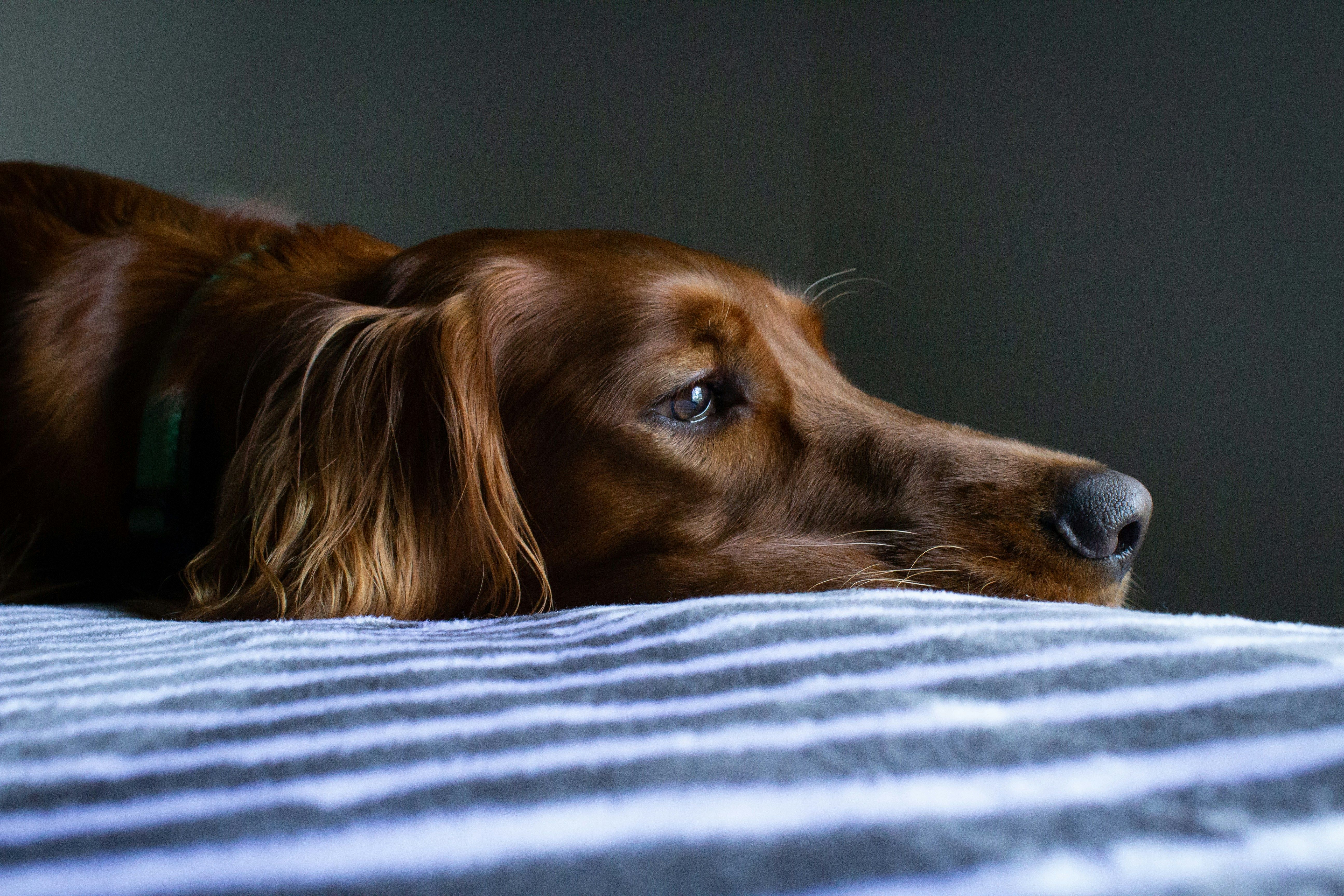 Pancreatitis Hurts: Understanding Canine and Feline Pancreatitis