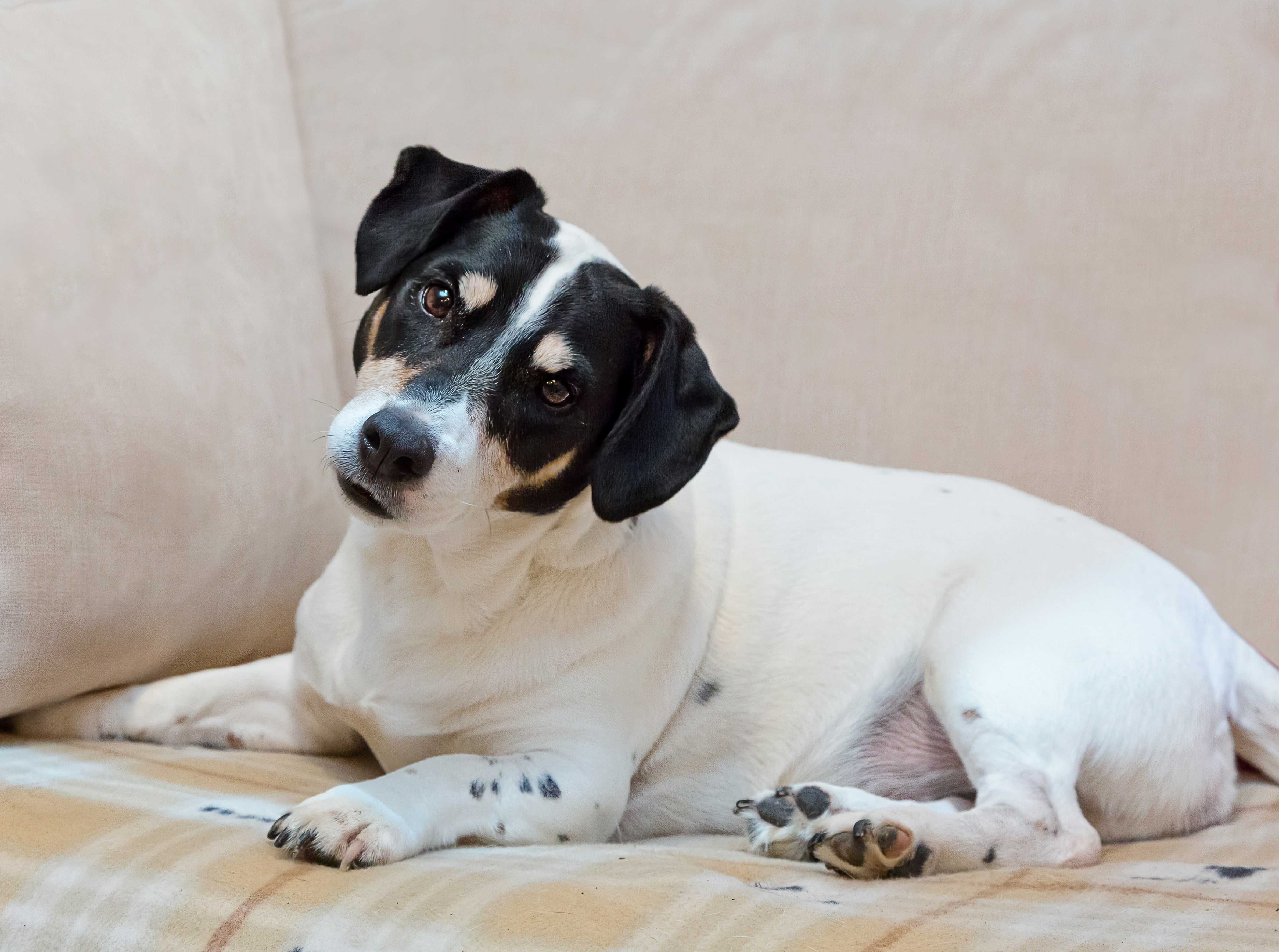 When a Head Tilt Is More Than Just a Cute Look: Understanding Vestibular Disease in Pets