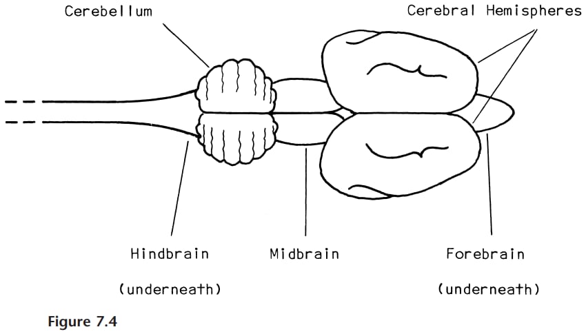 A simple comparative diagram labeling the cerebral hemispheres, cerebellum, forebrain, midbrain, and hindbrain.