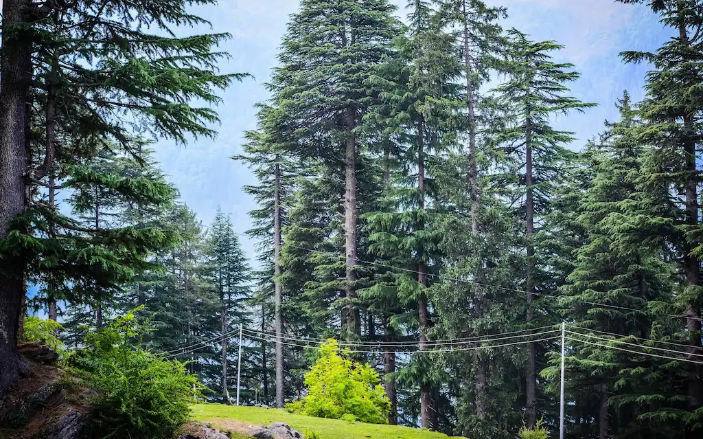 Manali Tour Packages