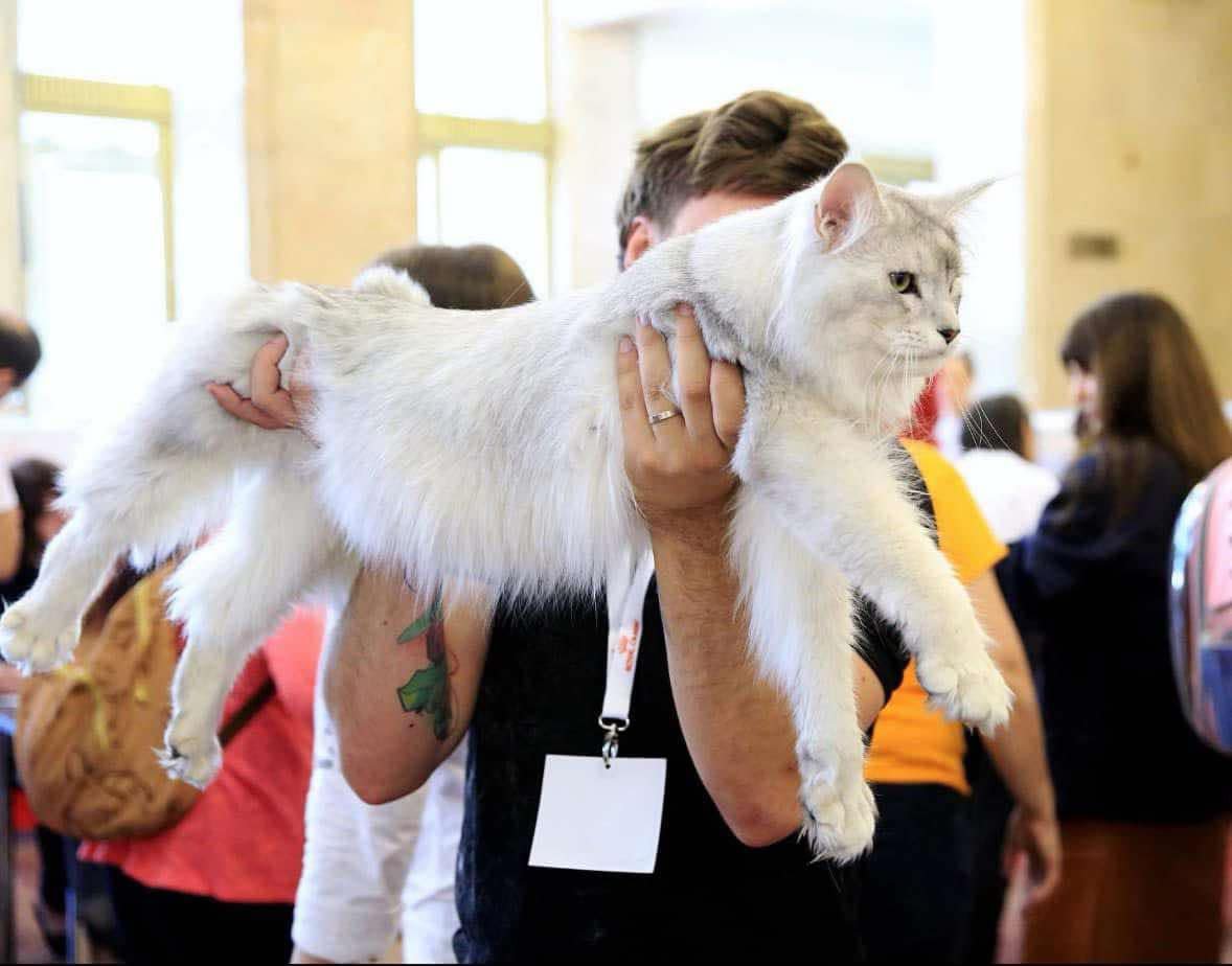 Pisici maine coon Romania