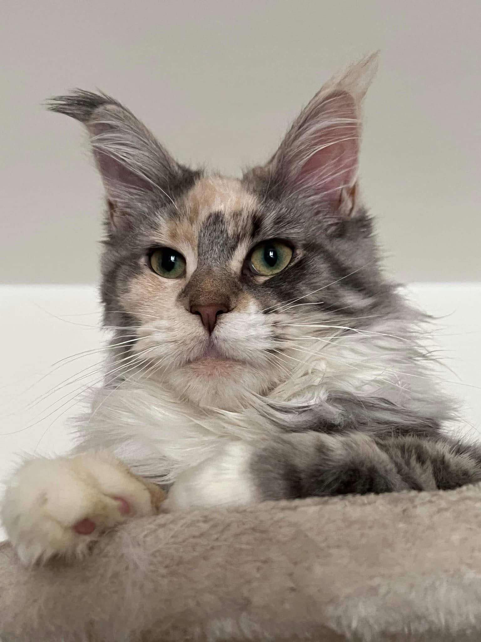 Nadira Maine Coon