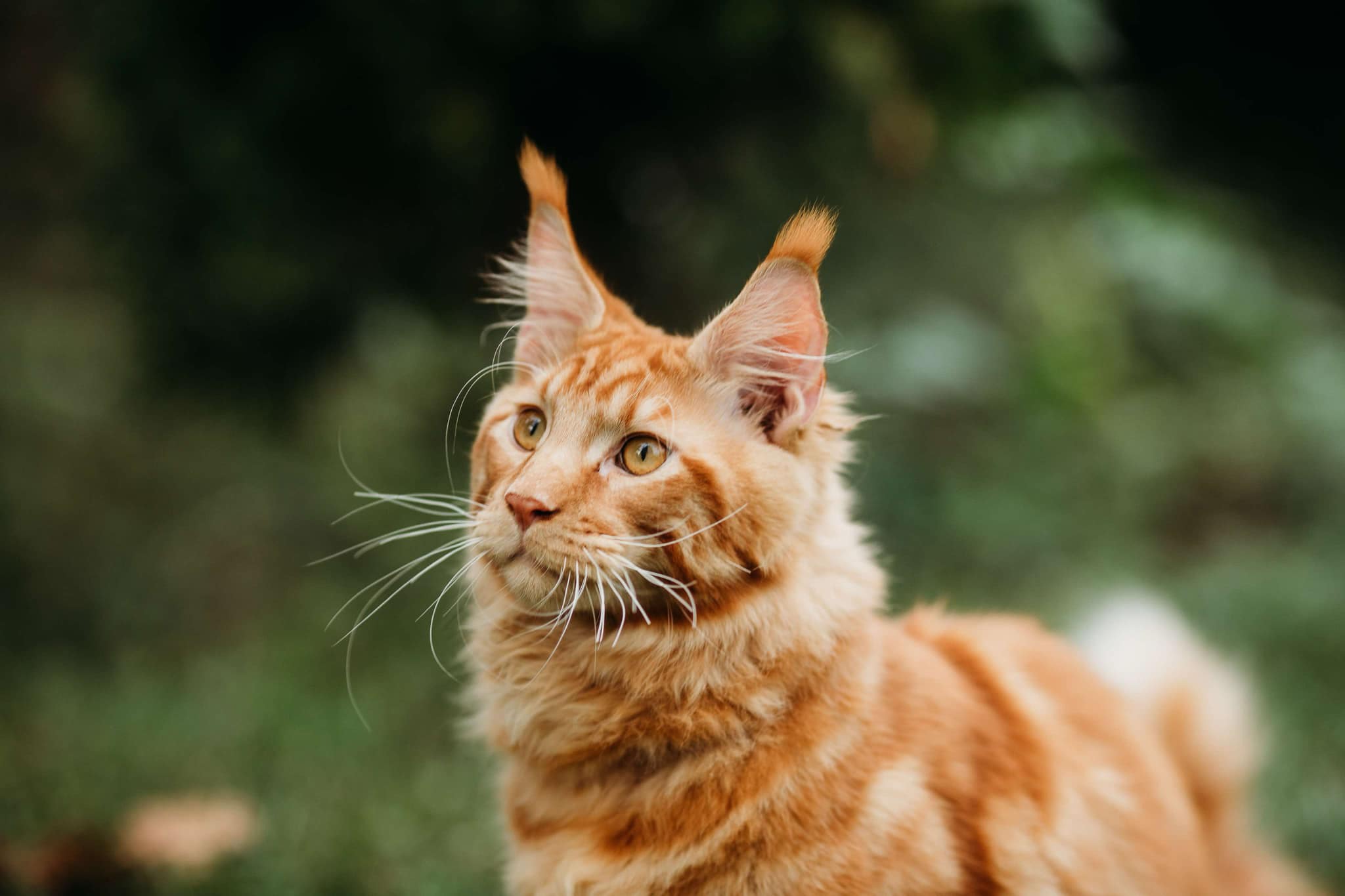 Caracteristici Distinctive