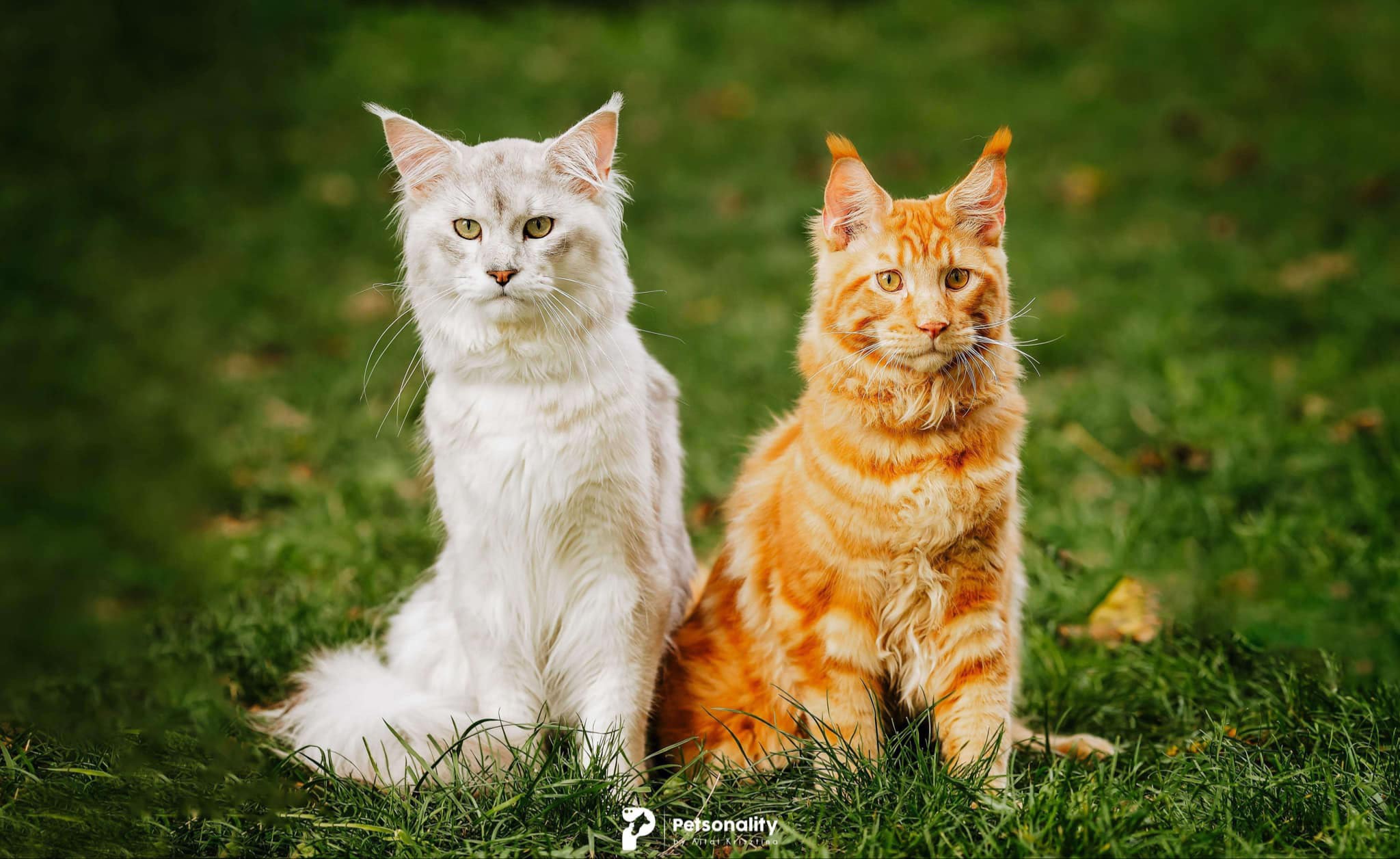 Originea Maine Coon