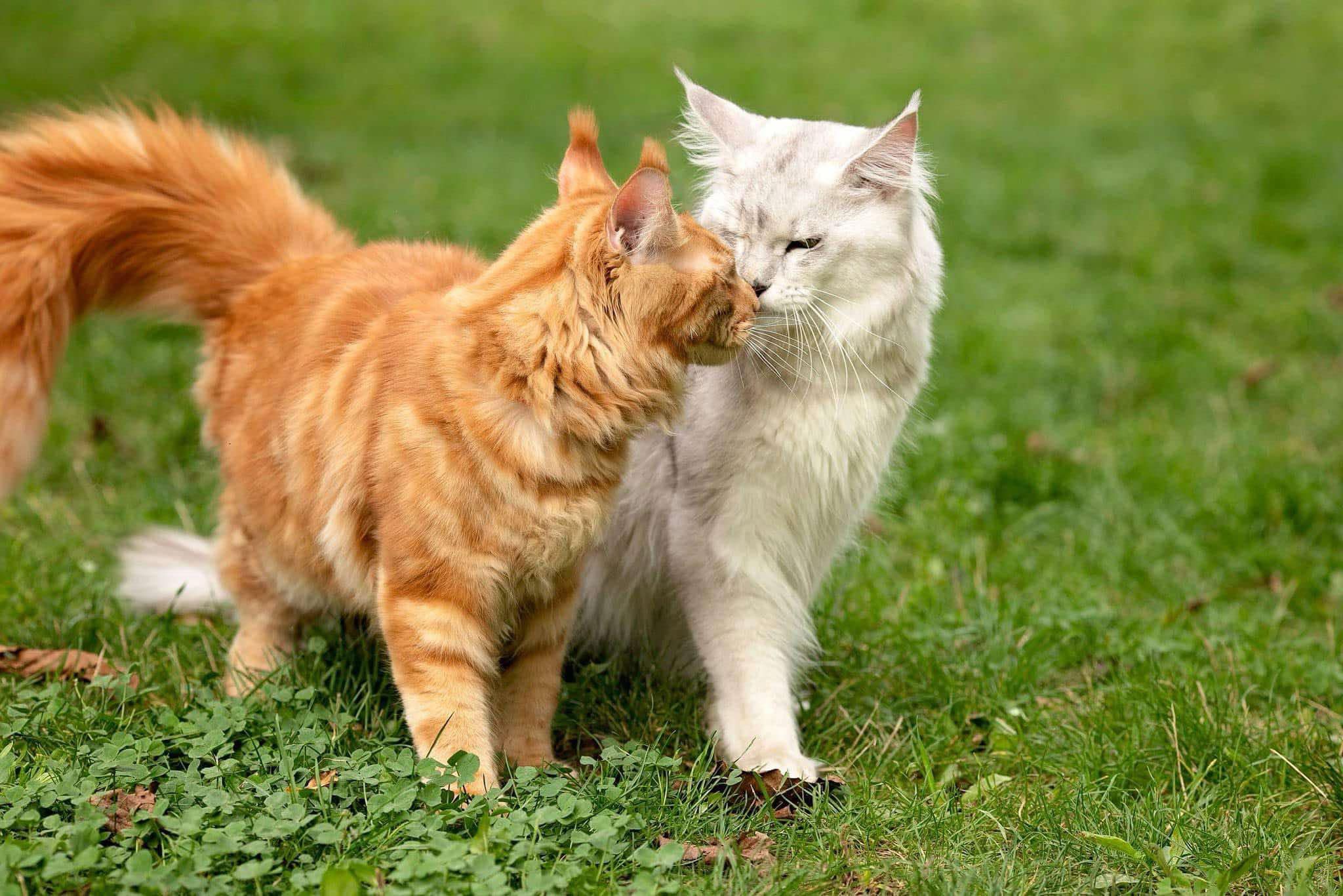 Pasiunea noastră pentru Maine Coon