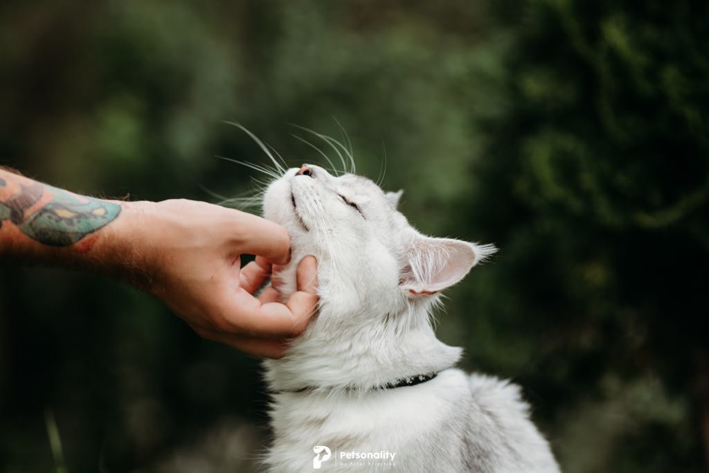 De ce să alegi o pisică cu pedigree?