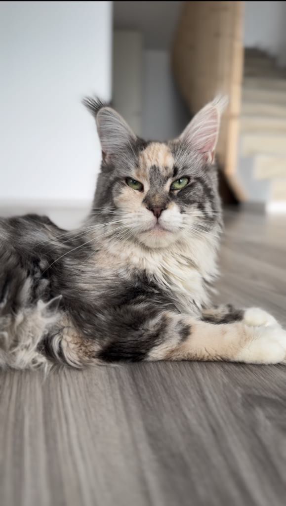 Standarde înalte de creștere