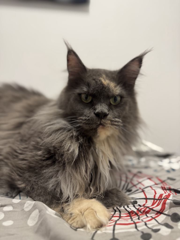 Blessing of Prince Hades