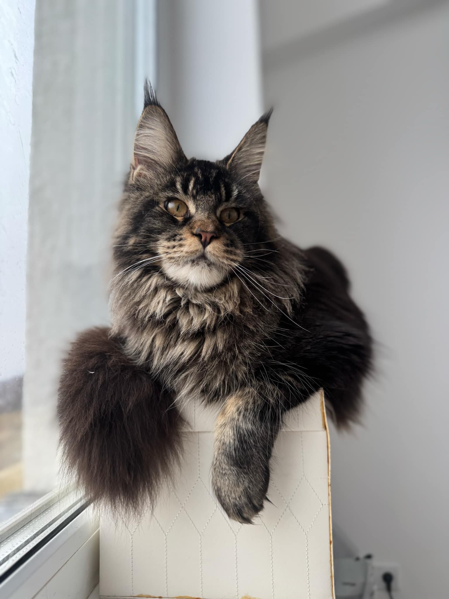 Maine Coon relaxare