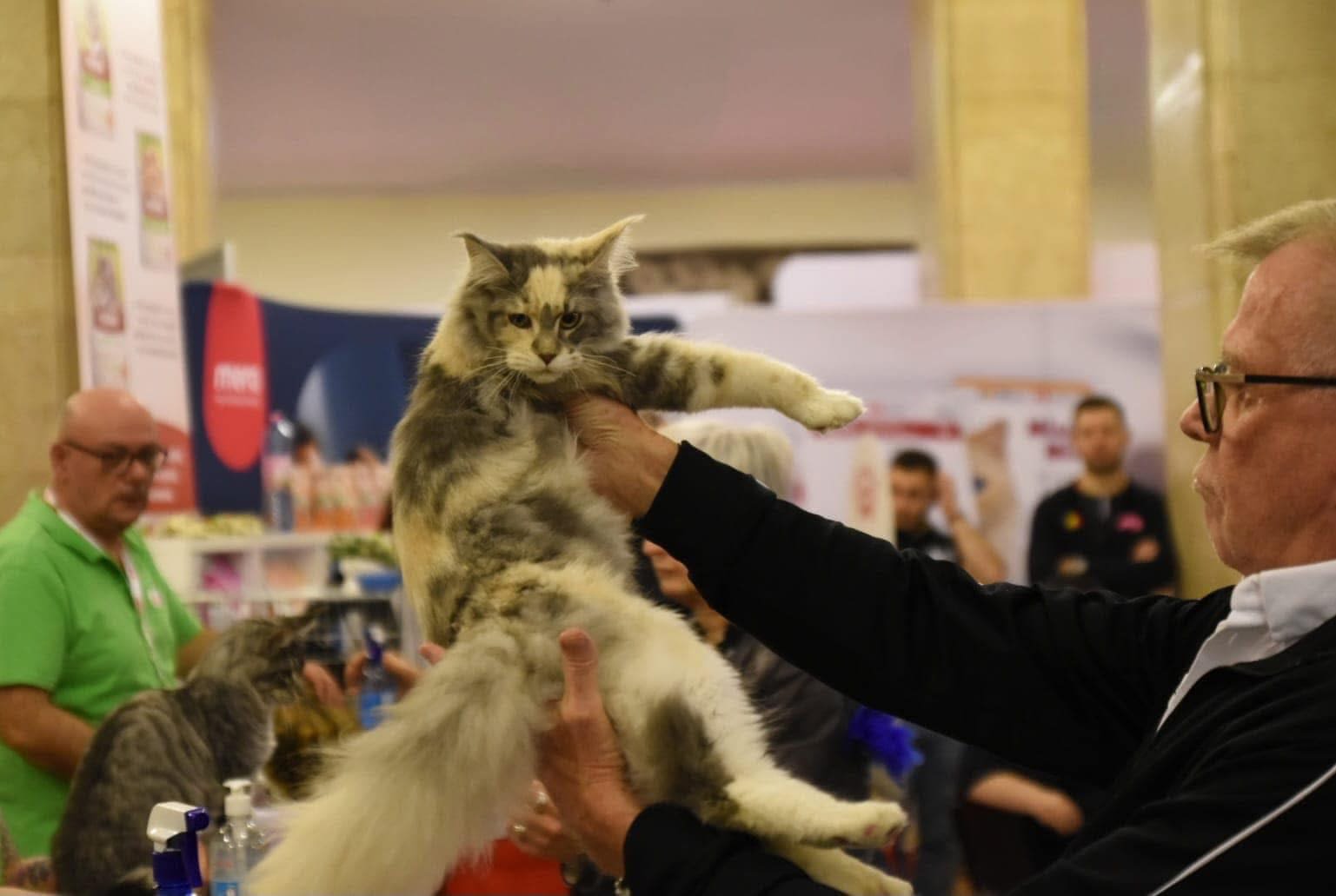 Tăiere gheruțe
