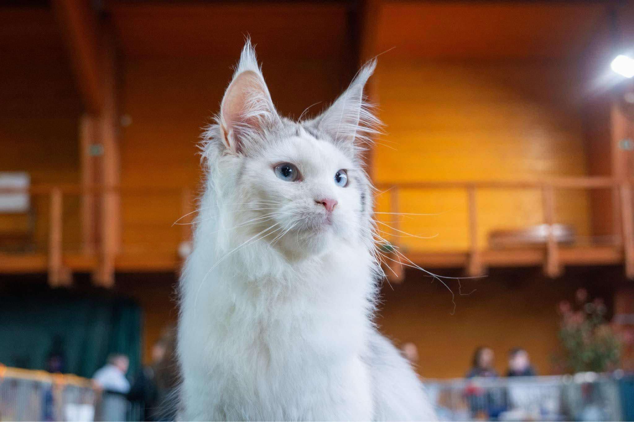 Marvie of Gina's Dream