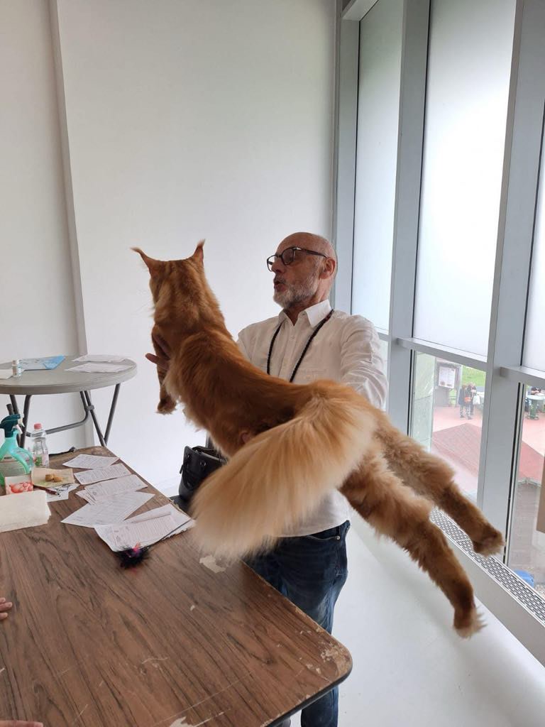 Expozitii feline unde am participat