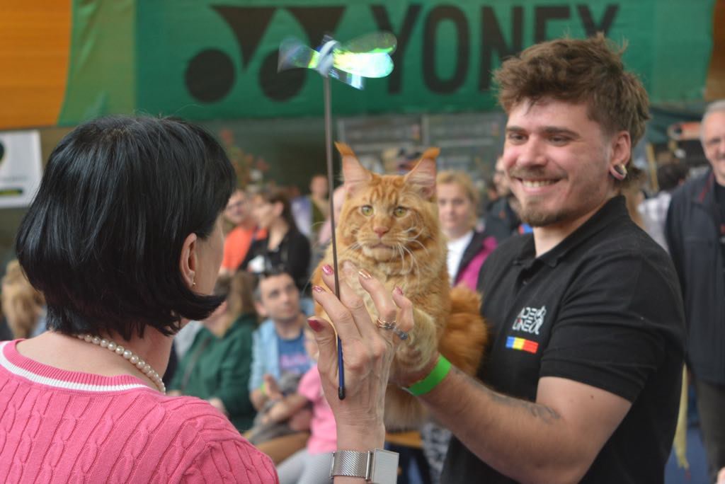 Maine Coon la show