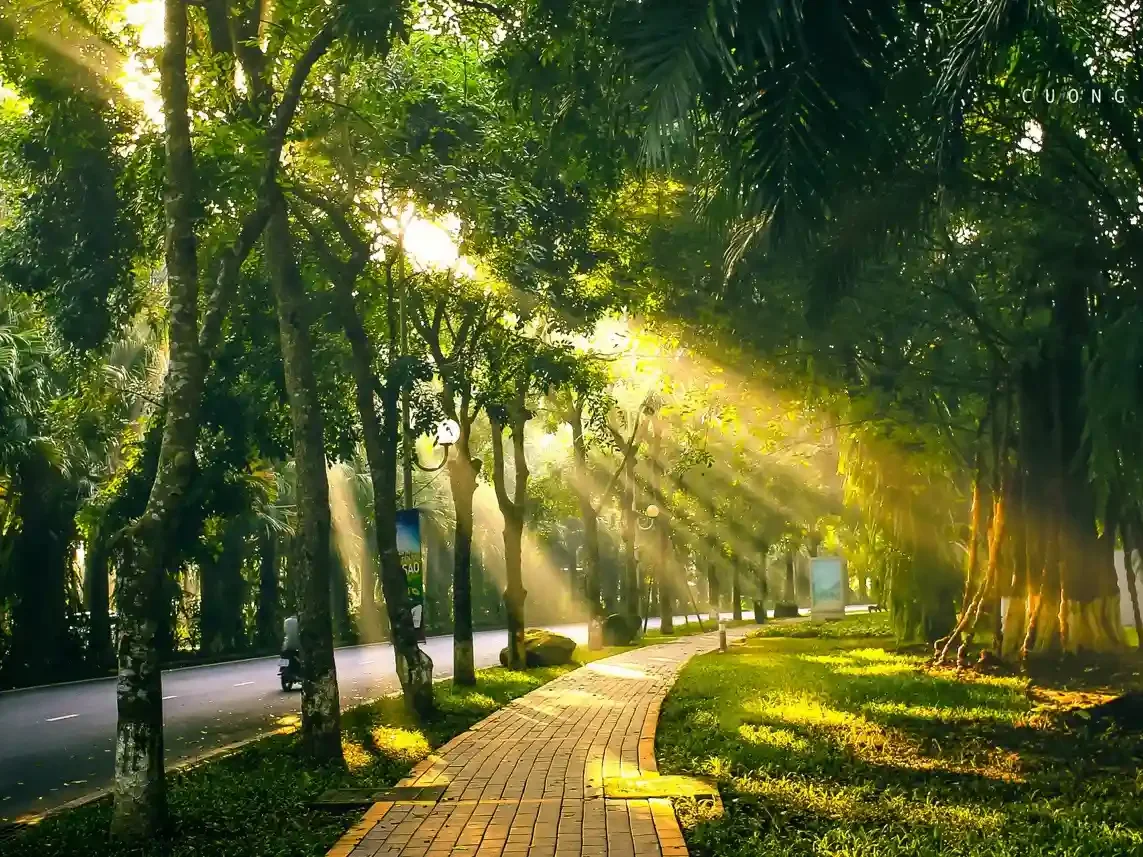 Ảnh bìa của bài viết Top 6 cây công trình được trồng nhiều năm 2025