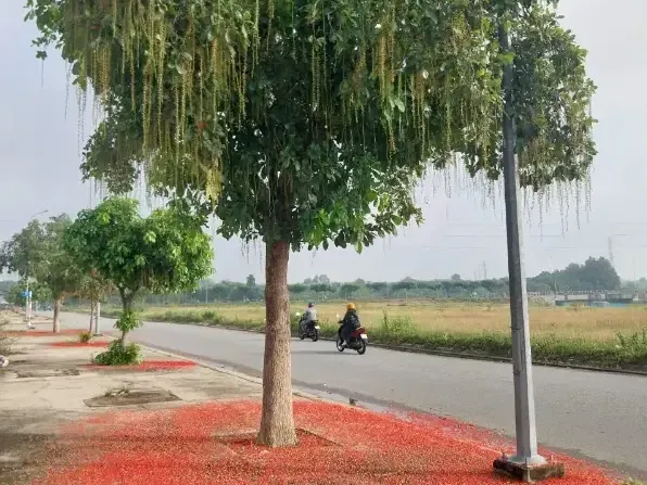 Ảnh bìa của bài viết Cây Lộc Vừng - Đặc điểm hình thái, ý nghĩa phong thủy cách chăm sóc và gía bán chi tiết 2025