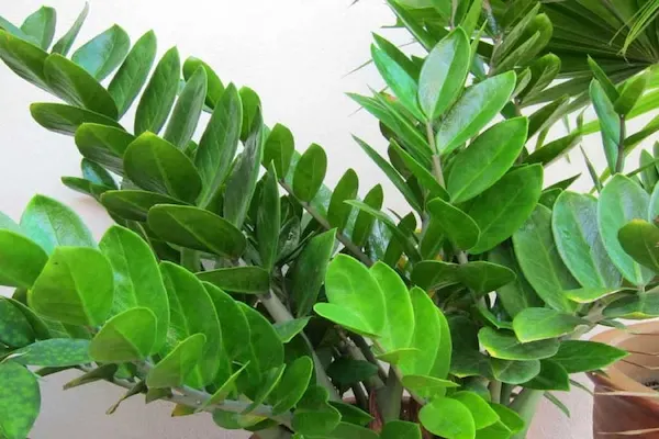 Cây Kim Tiền hợp mệnh