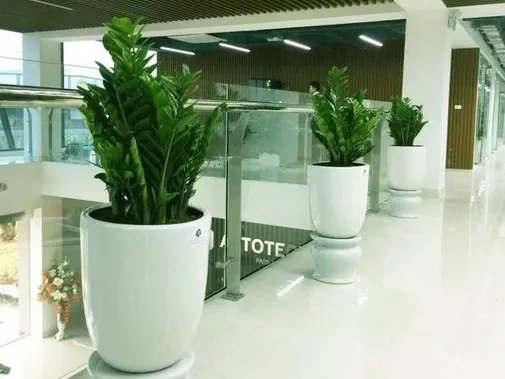 Hình ảnh cây Kim tiền
