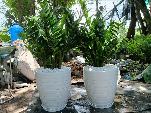 Ảnh bìa của bài viết Đừng trồng cây Kim Tiền nếu bạn chưa biết những điều này!