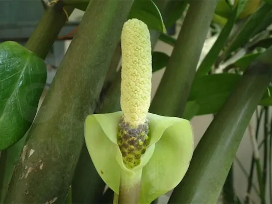 Hoa Kim Tiền trắng hiếm thấy