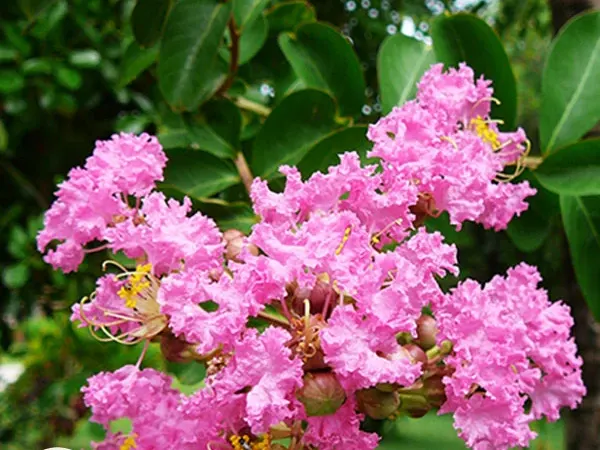 Cây Tường Vi chịu nắng tốt