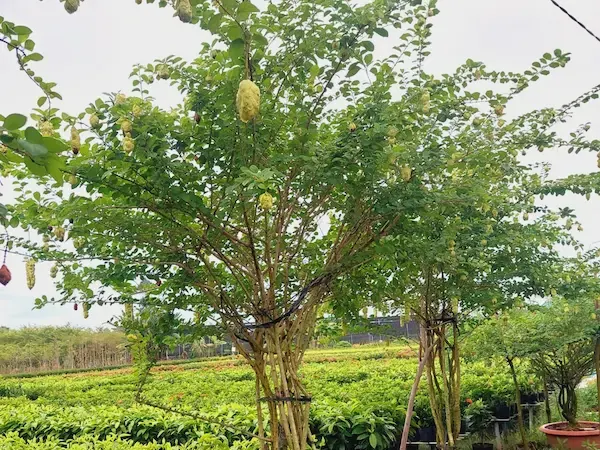 Cây Huyền Trân trồng ban công chung cư