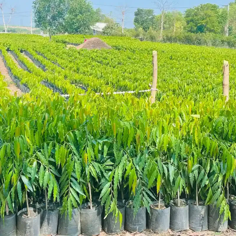 Vườn ươm cây Hoàng Nam