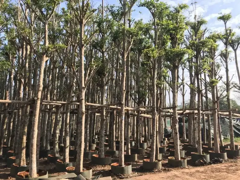 Ảnh bìa của bài viết Bảng giá cây công trình cập nhật năm 2025