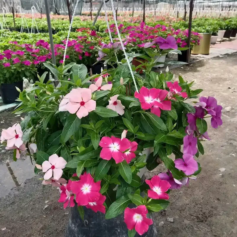 Cây Dừa Cạn đang ra hoa đẹp