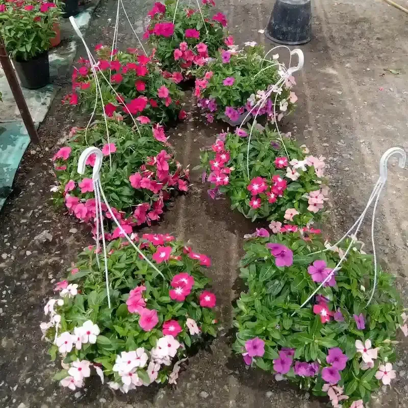 Nhân giống cây Dừa Cạn bằng giâm cành