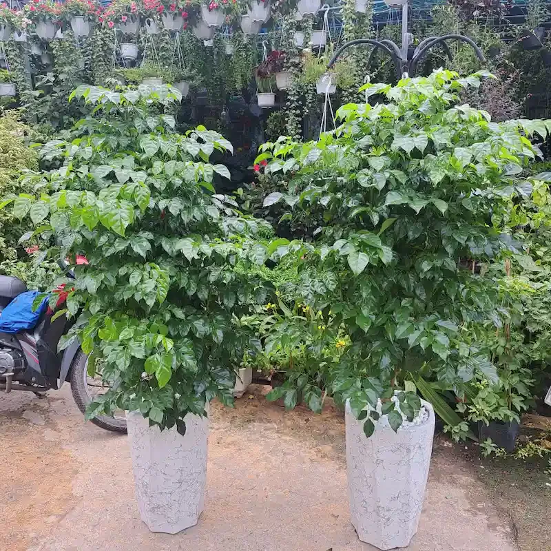 lá cây hạnh phúc