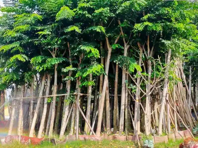 Ảnh bìa của sản phẩm: Cây giáng hương