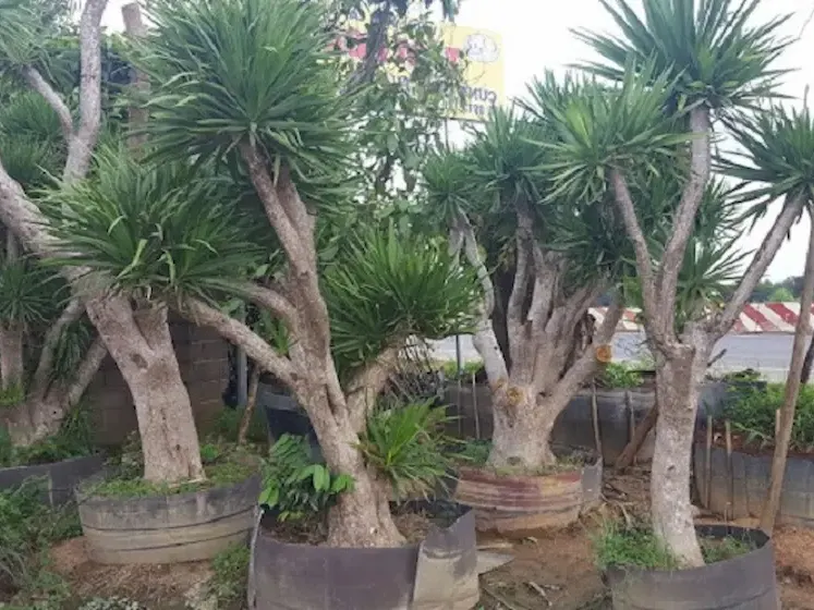 Ảnh bìa của bài viết Cây Phát Tài Núi - Đặc Điểm, Ý Nghĩa Phong Thủy và những điều bạn chưa biết về cây Phát tài núi