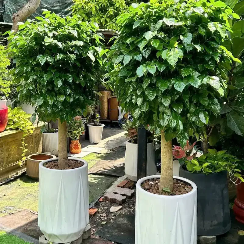 chậu cây hạnh phúc một cốt