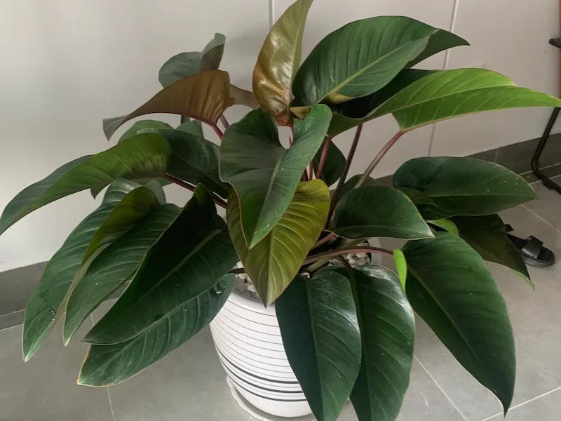 cây trầu bà đế vương đỏ