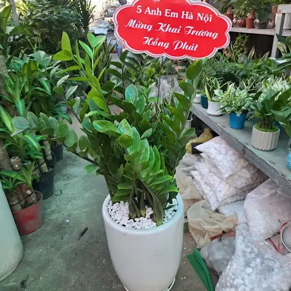 Ảnh bìa của bài viết Cây Cảnh Tặng Khai Trương