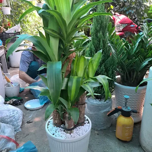 Cây phát tài đẹp