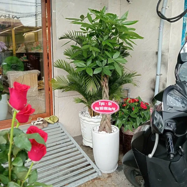cây kim ngân tặng khai trương
