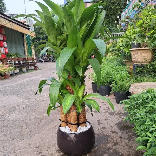 Thiết mộc lan