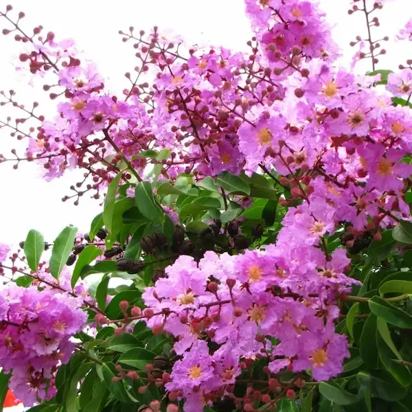 Hoa bằng lăng đẹp nhất